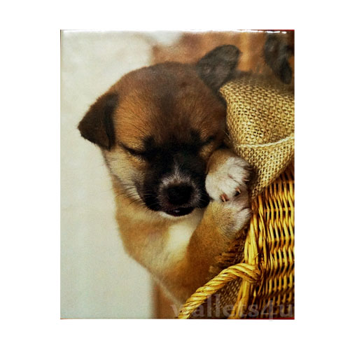 Magic Wallet, Dog, Sleeping - MWAP0085